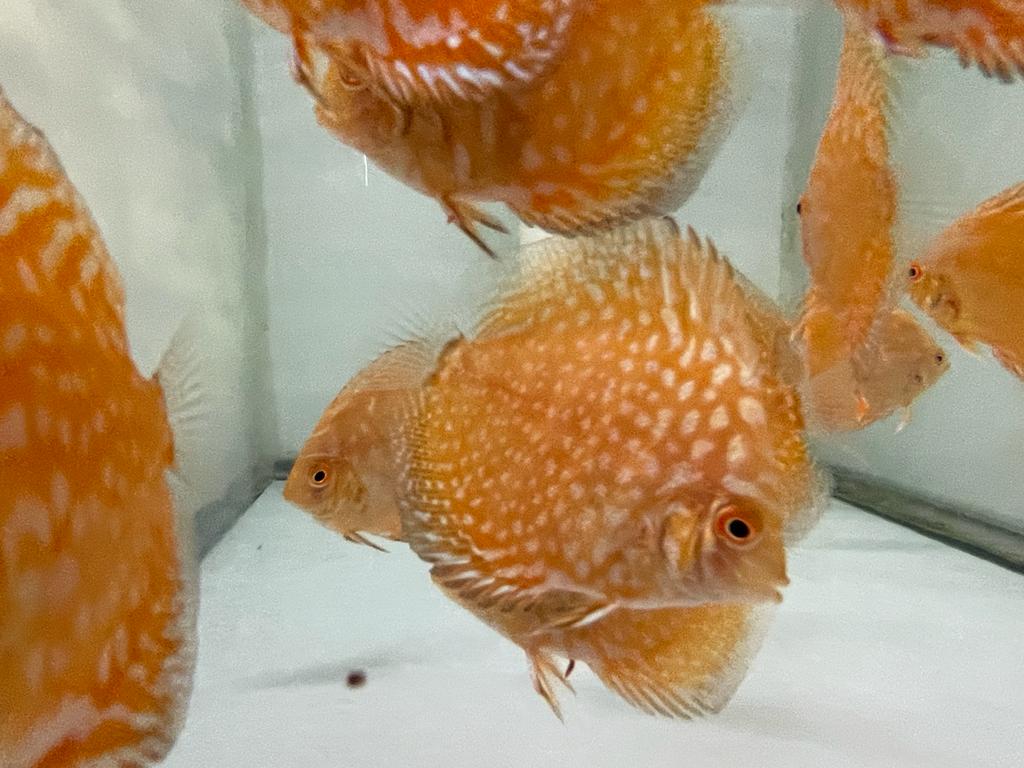 Discus Pigeon Blood