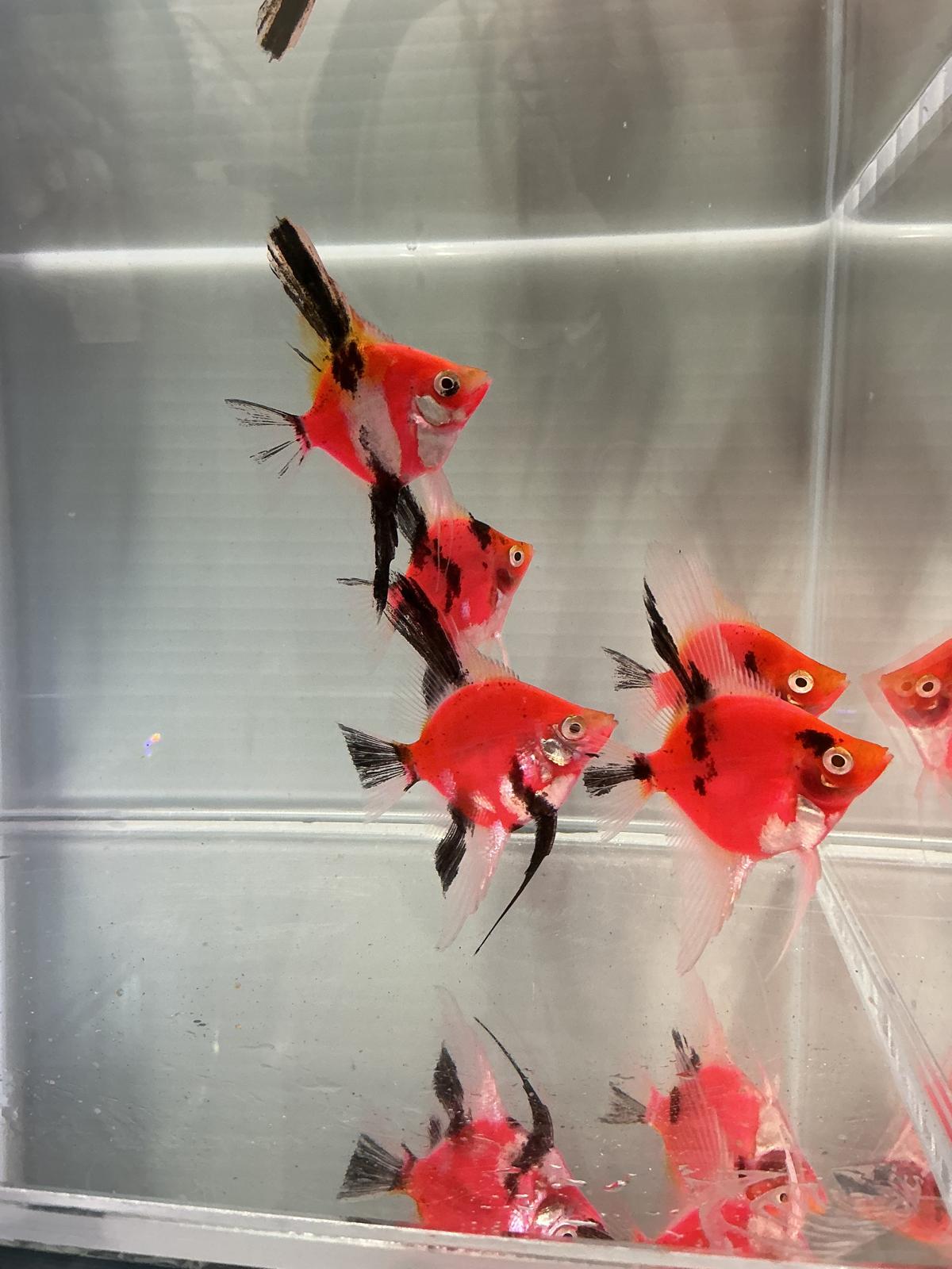 Neo Red-black Angel fish