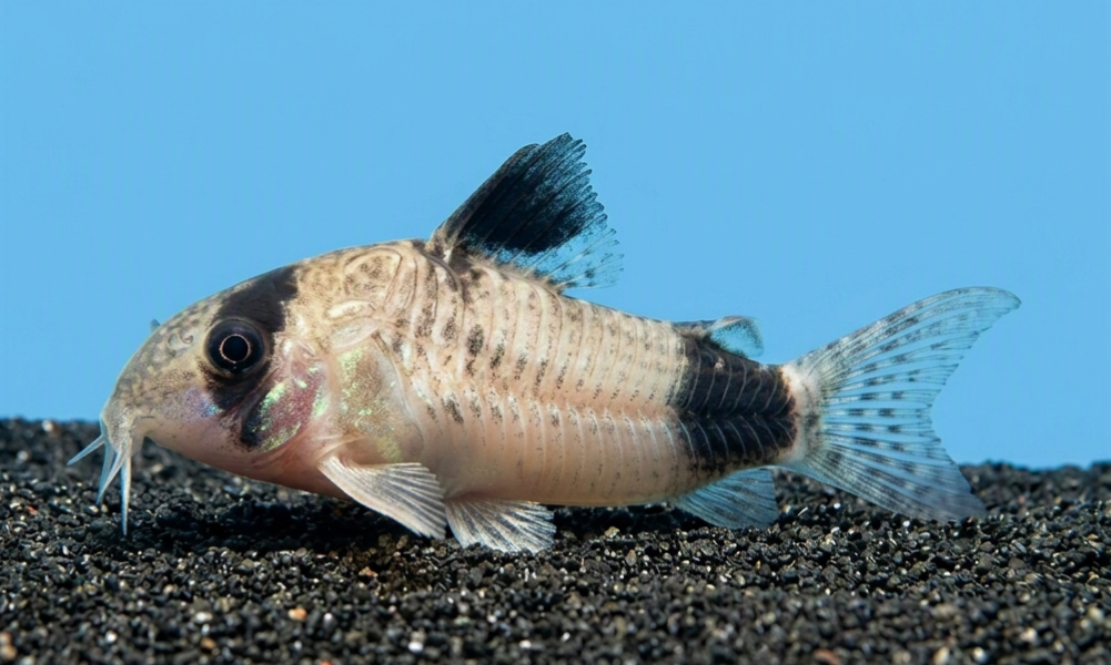 1 Panda Corydoras