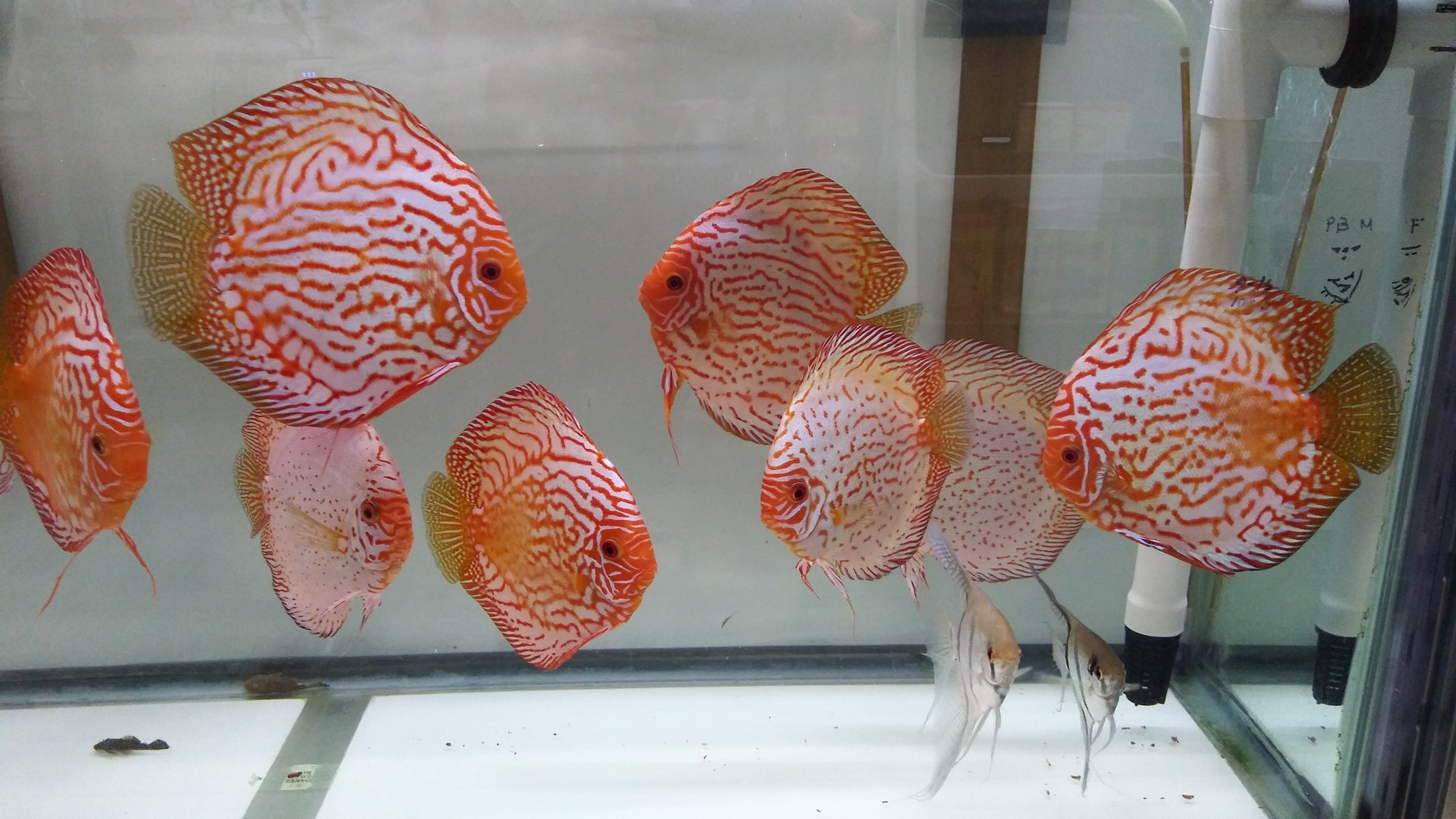 Austintexasdiscus – Austin Texas Discus