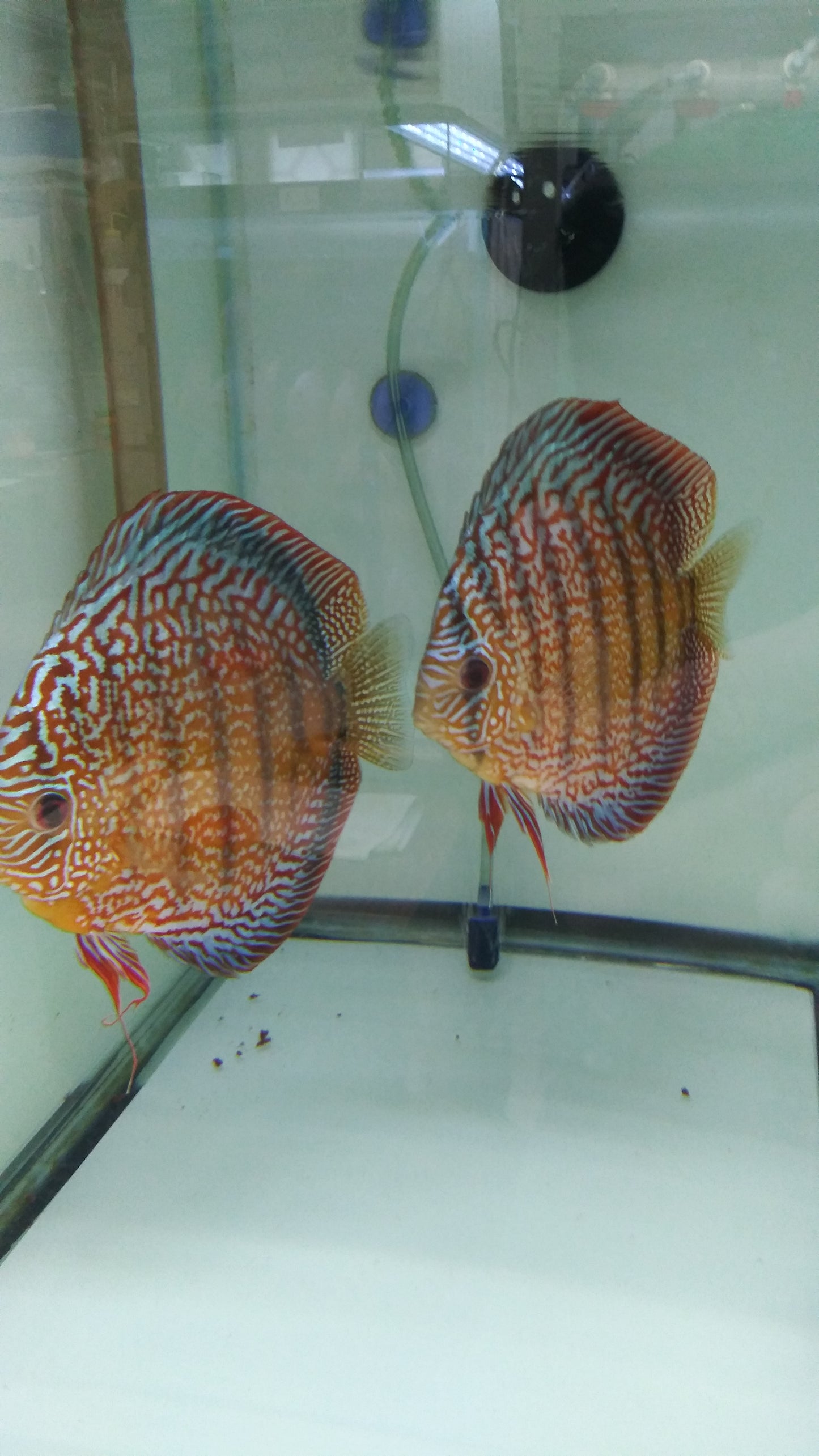 Discus Red Turquoise