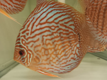 Discus Red Turquoise