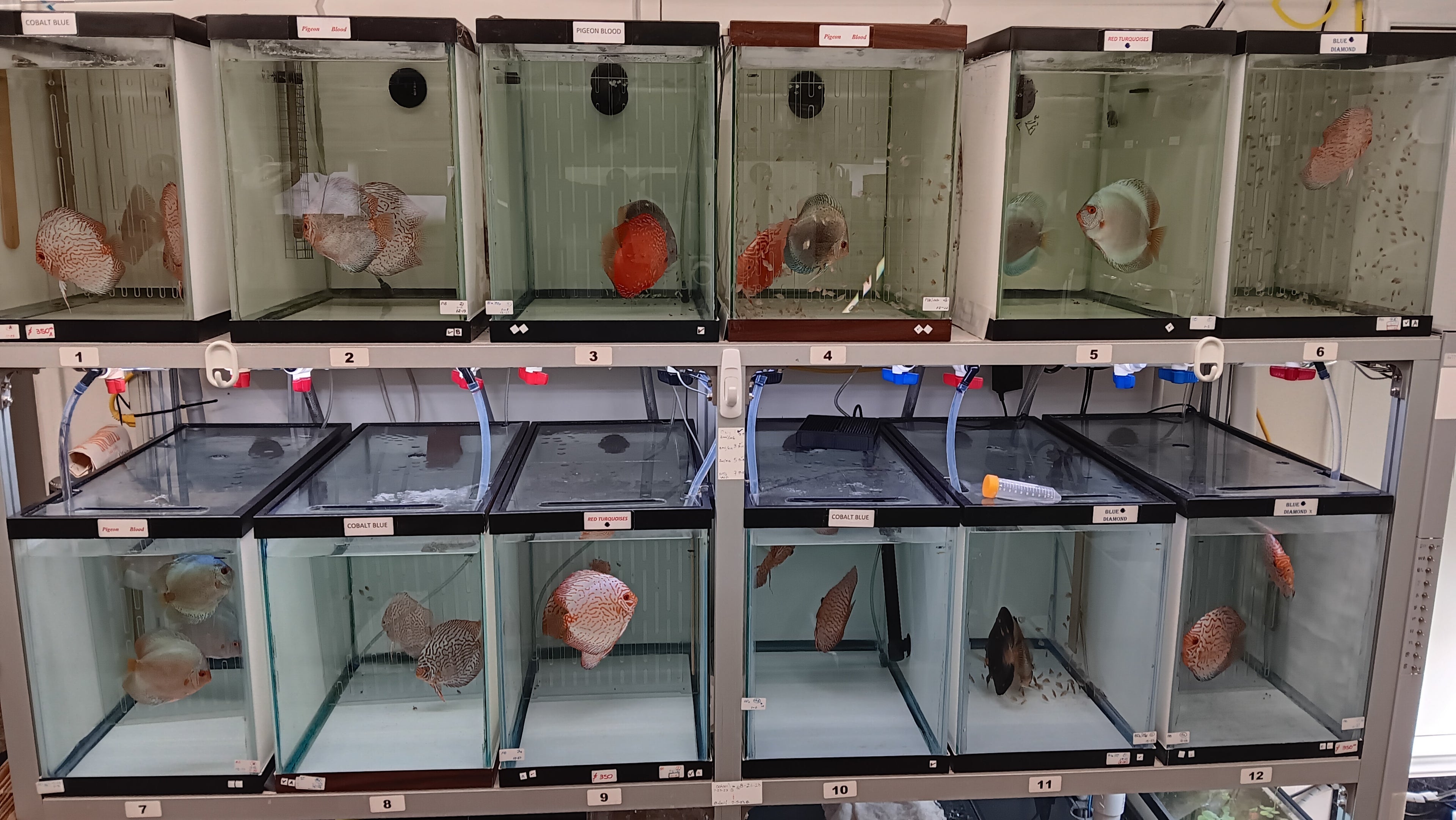 Austin Texas Discus. Our fish are born and raised in Texas.