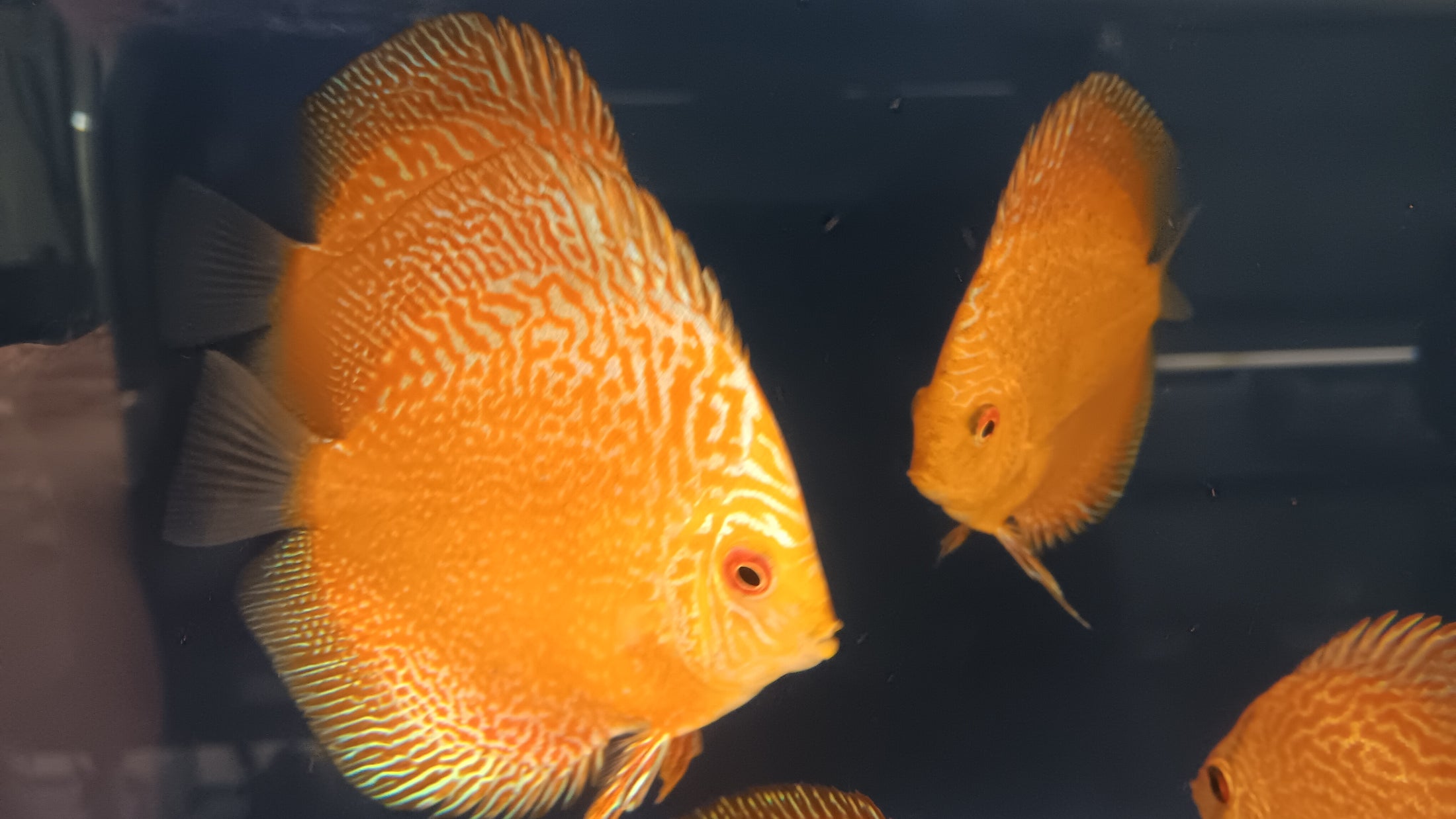 Discus Pigeon Blood Snake Skin – Austin Texas Discus