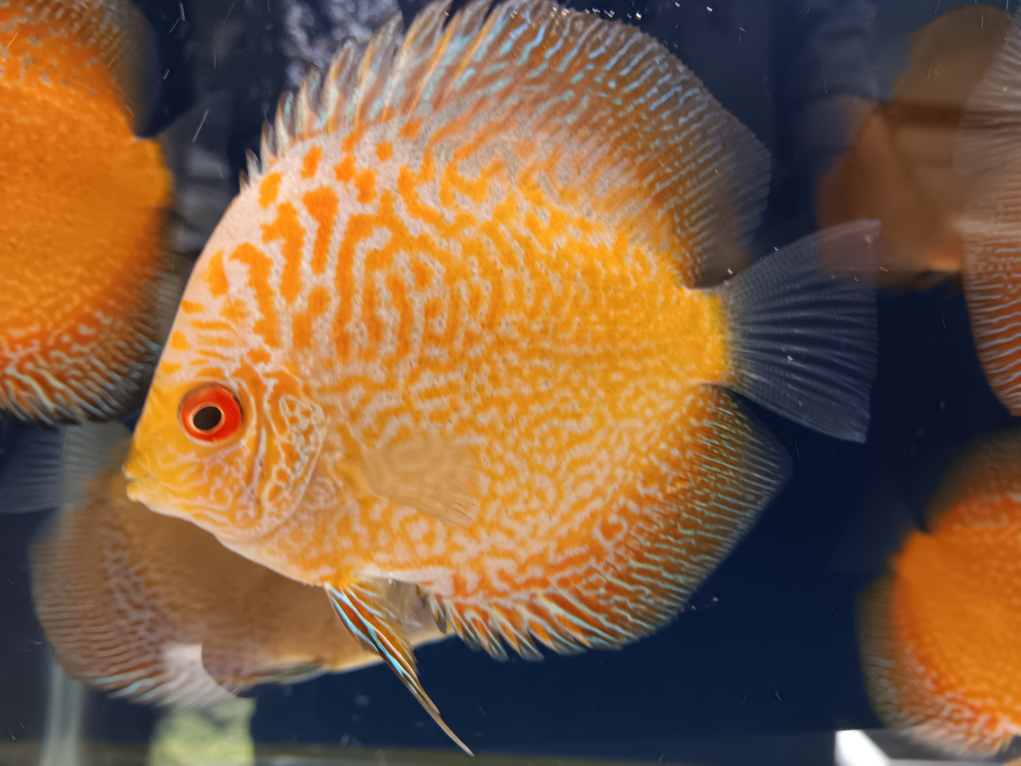 Discus Pigeon Blood Snake Skin – Austin Texas Discus