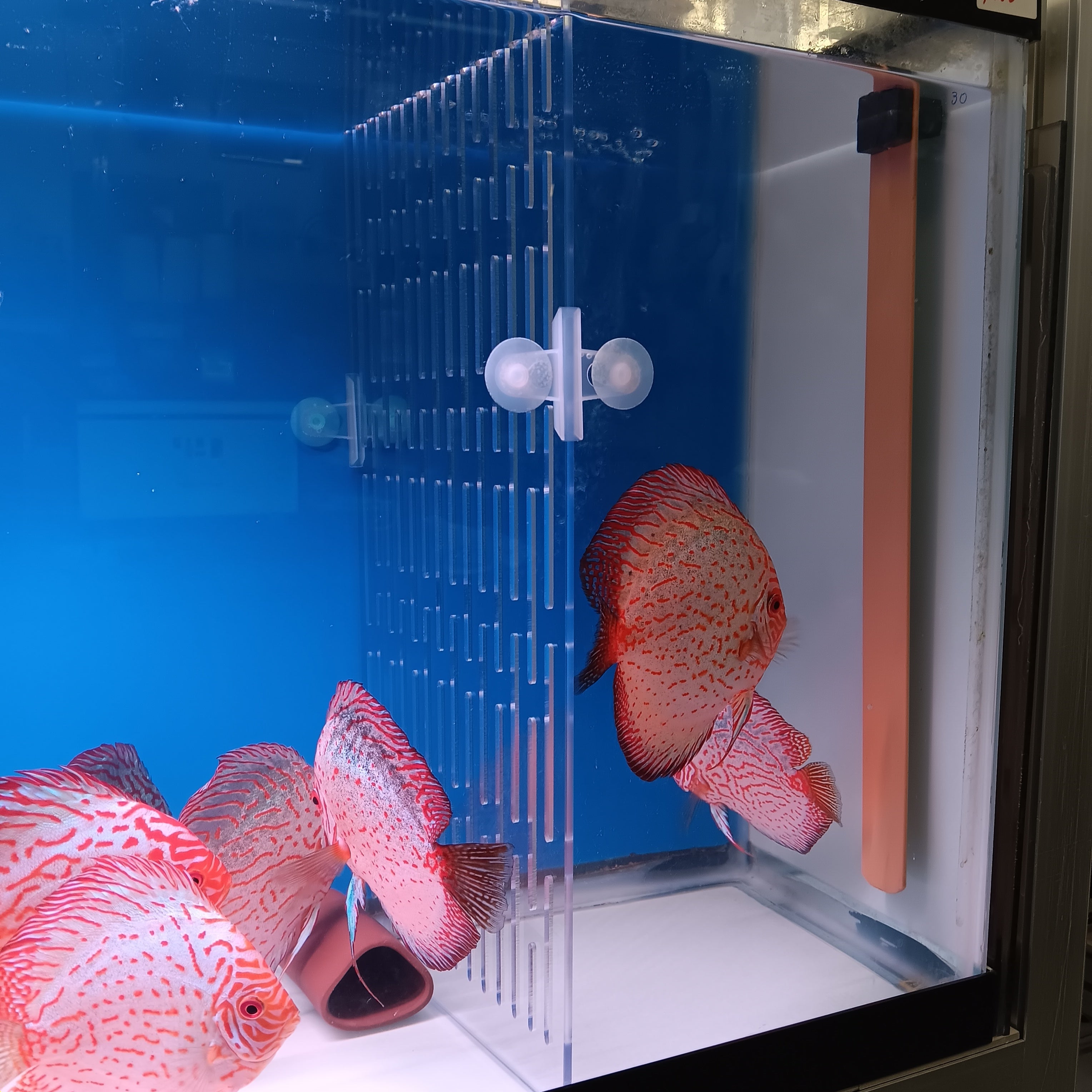 Polycarbonate aquarium dividers Austin Texas Discus