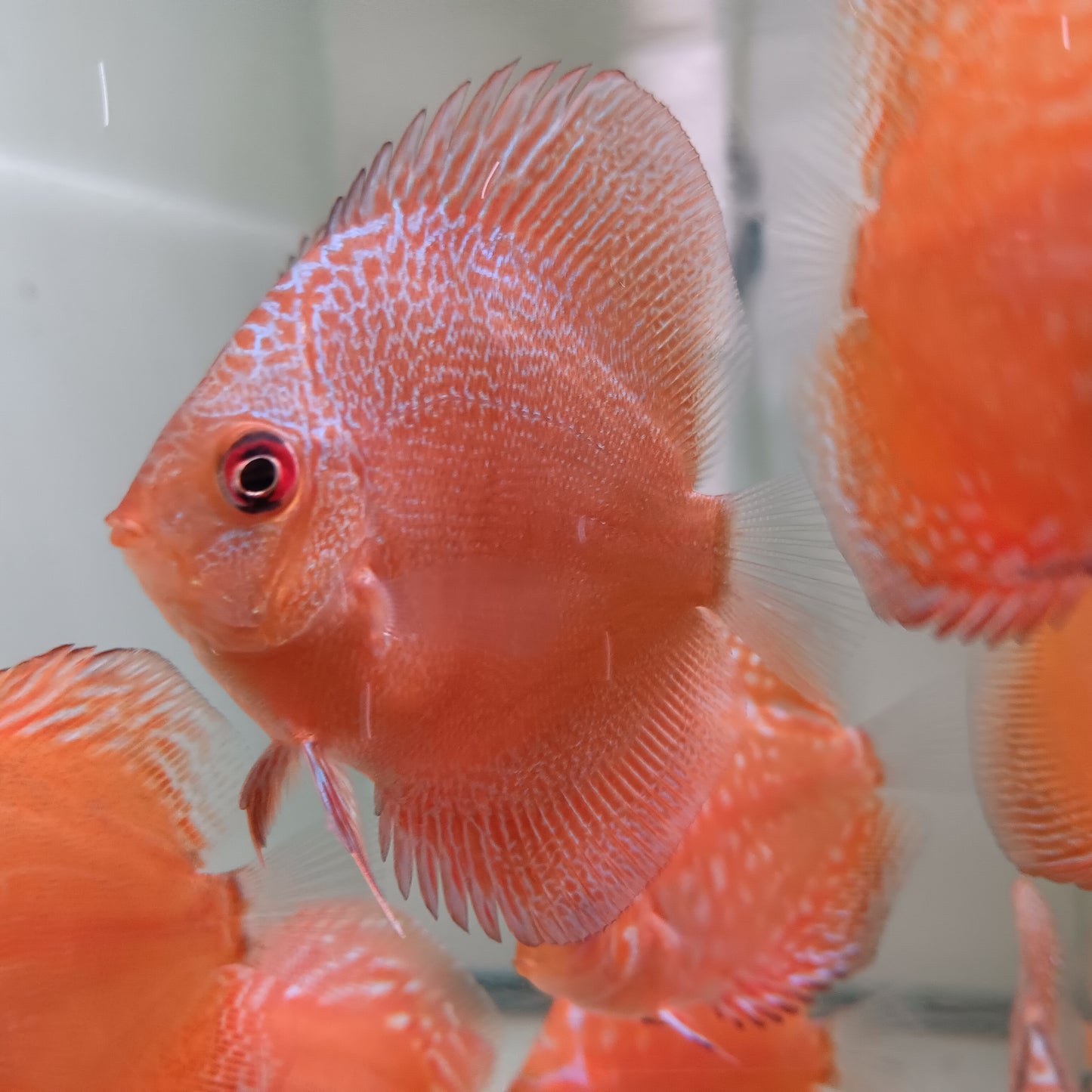 Discus Red Snake Skin