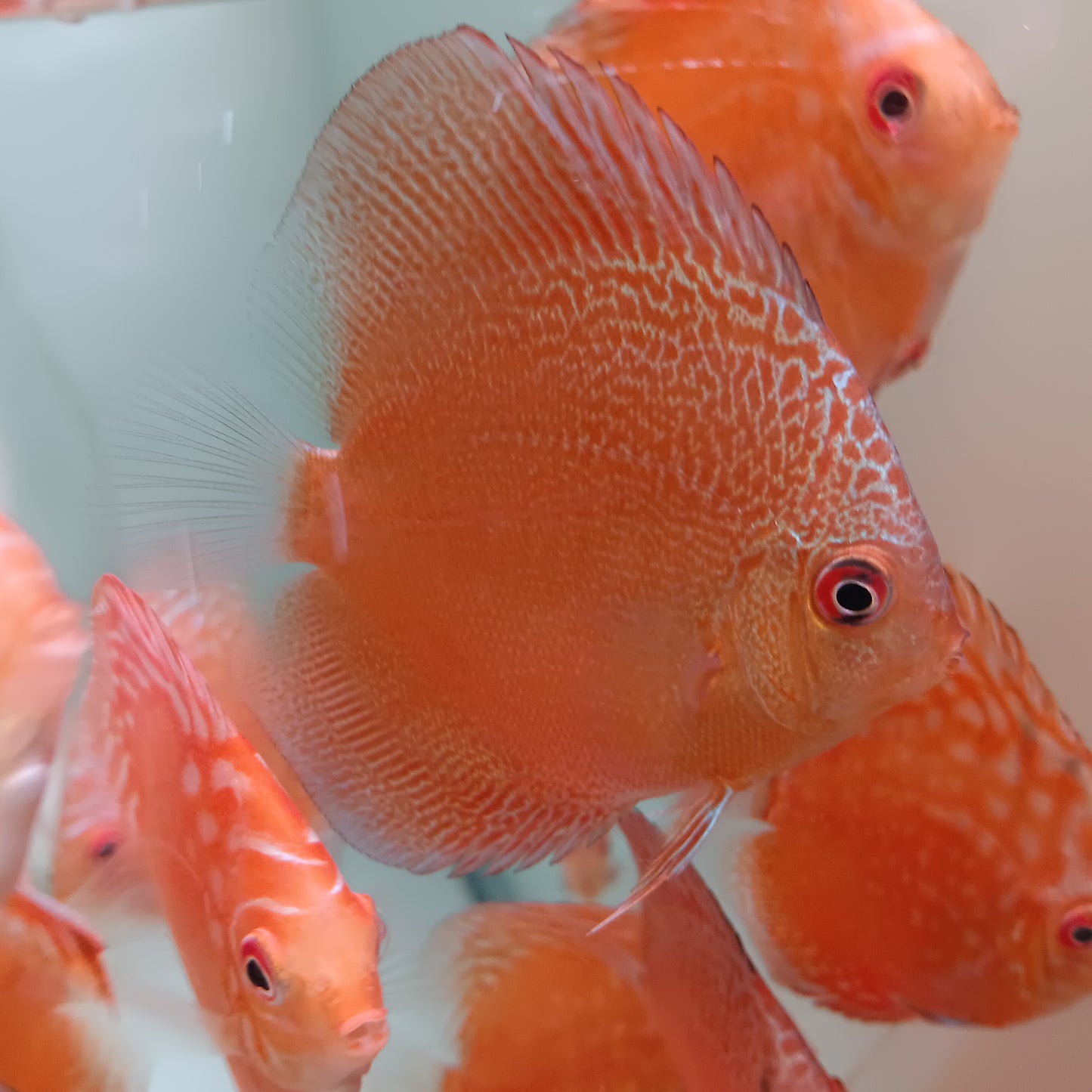 Discus Red Snake Skin