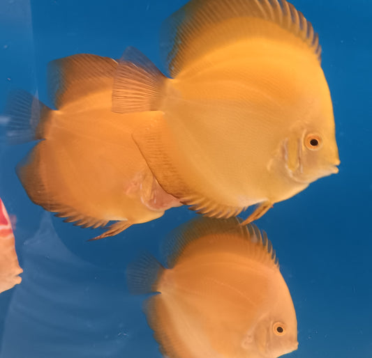 Royal Yellow Discus