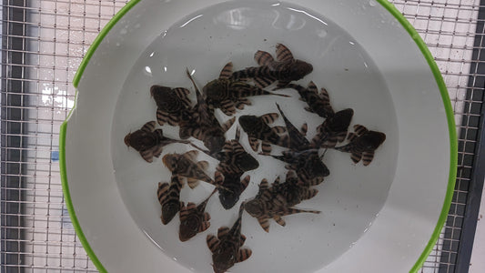 Alenquer Tiger Pleco L397