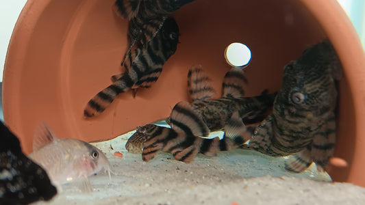 Alenquer Tiger Pleco L397