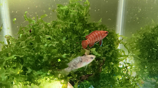 Scarlet Badis trio