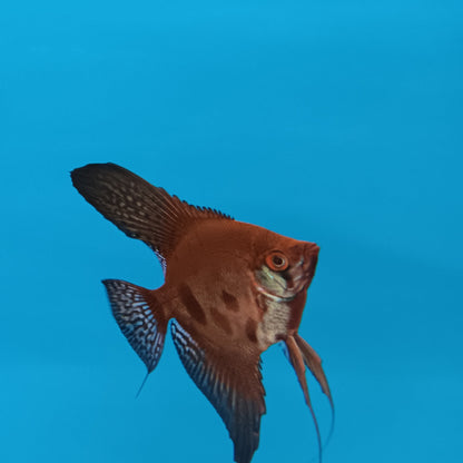 Amaranto Angel fish