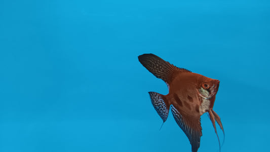 Amaranto Angel fish
