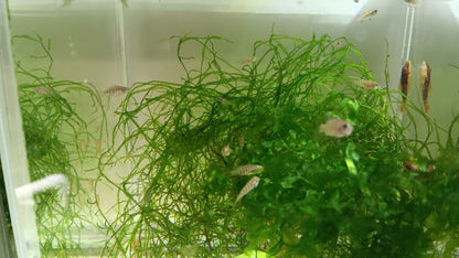tiger Badis  proben breeding pair