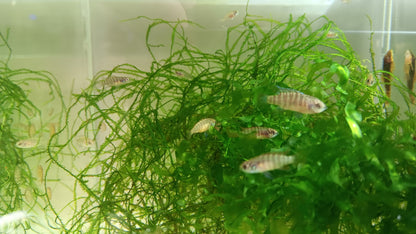 tiger Badis  proben breeding pair