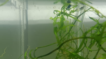 tiger Badis  proben breeding pair