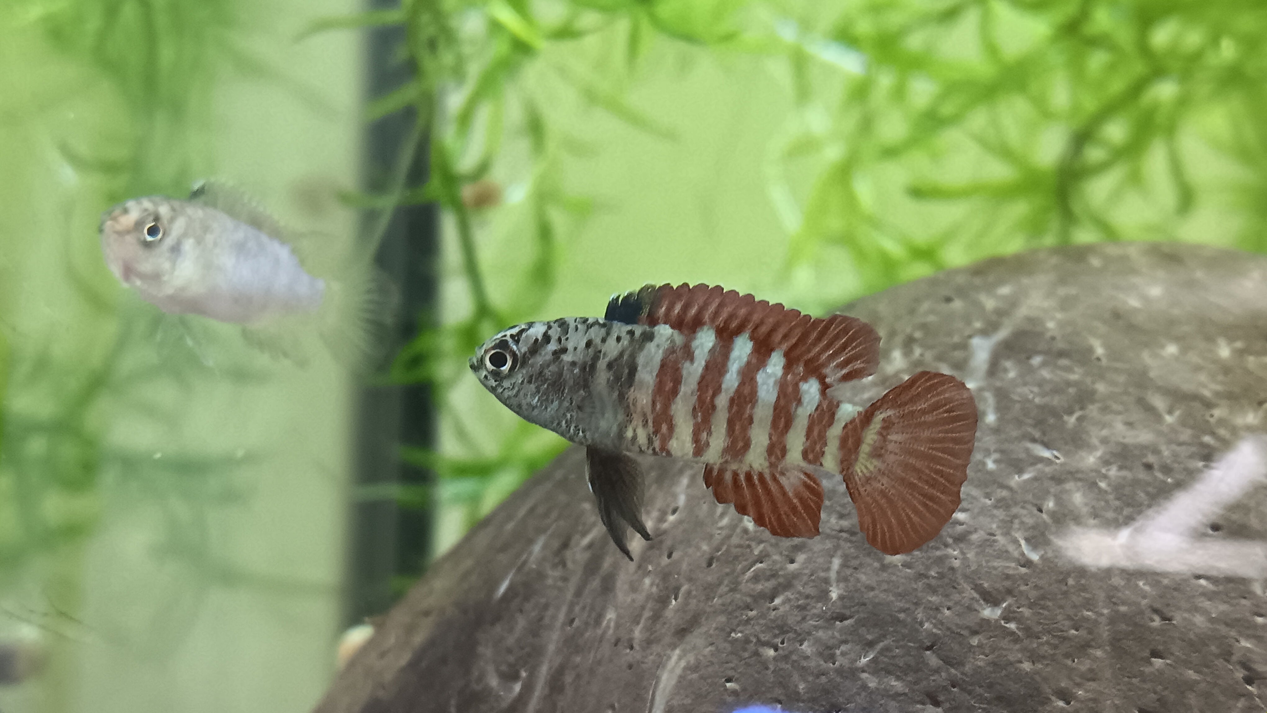 1 Tiger Badis proven breeding pair – Austin Texas Discus