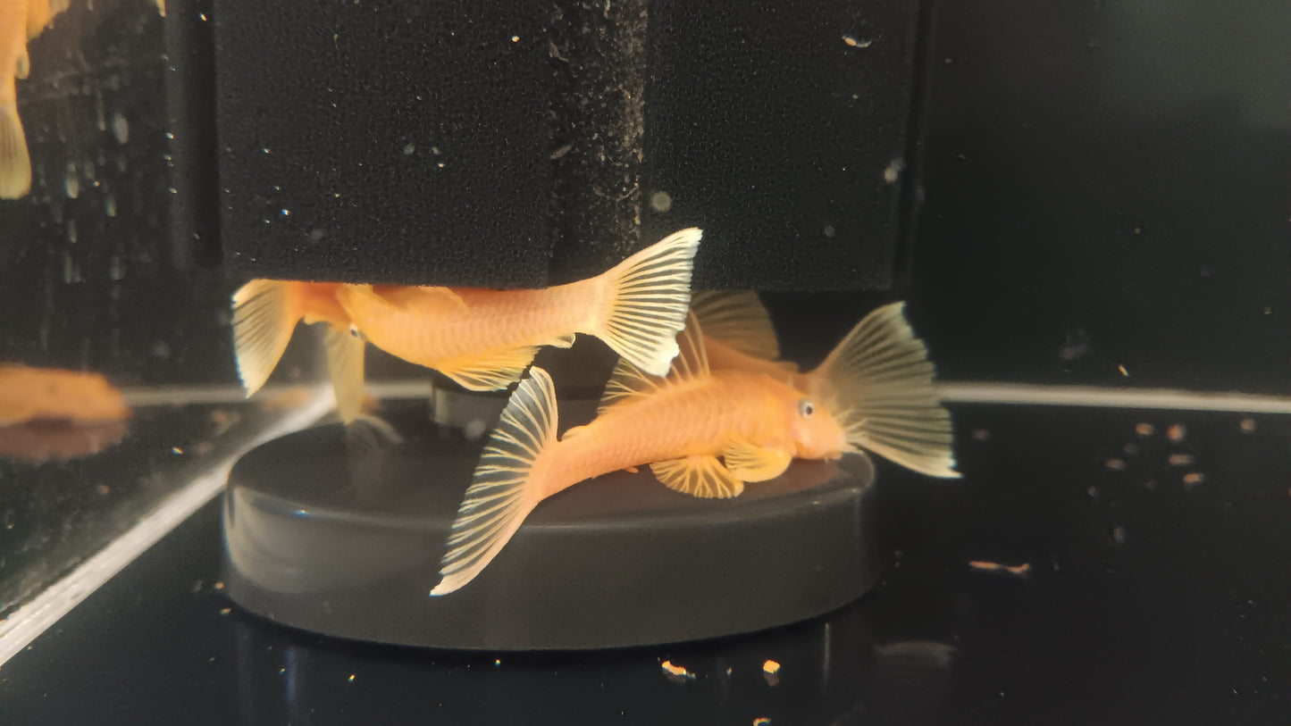 1 Yellow Lemon Blue Eyes Bristlenose Pleco