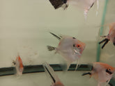 Austin Texas Discus