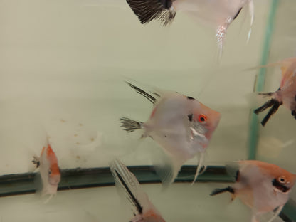 1 Adult Panda Angel fish