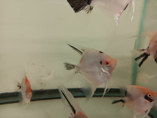 1 Adult Panda Angel fish