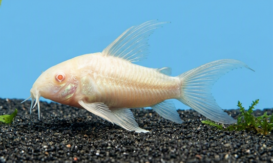 1 Albino Corydoras
