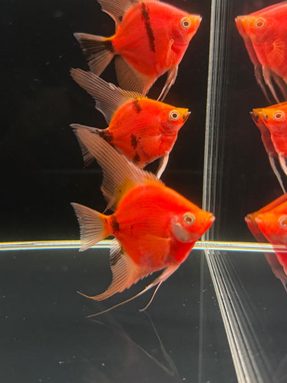 Neo Red-black Angel fish