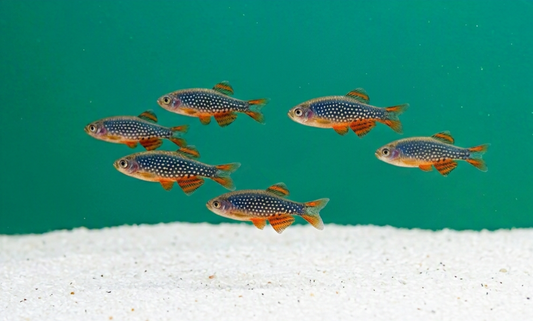 10 Celestial Pearl Danio