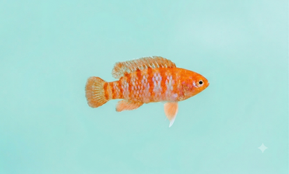 1 Female Red Scarlet Badis
