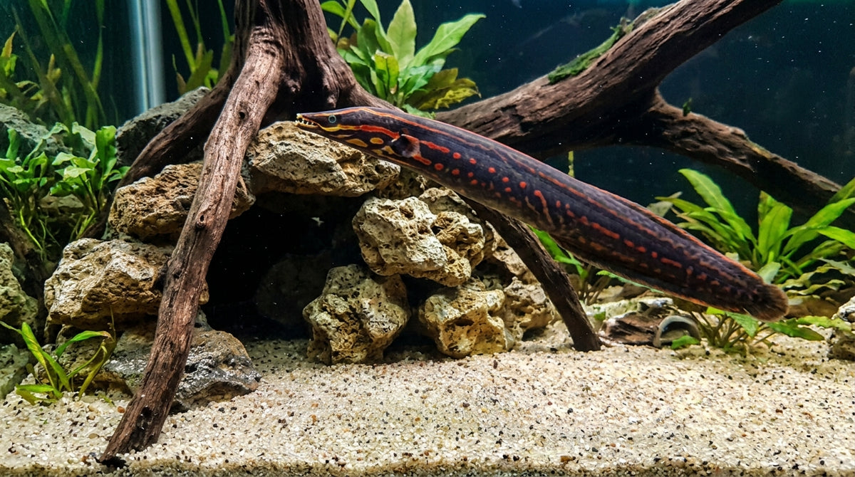 1 Fire eel