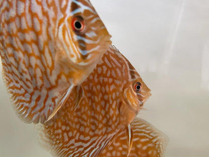 Discus Red Turquoise