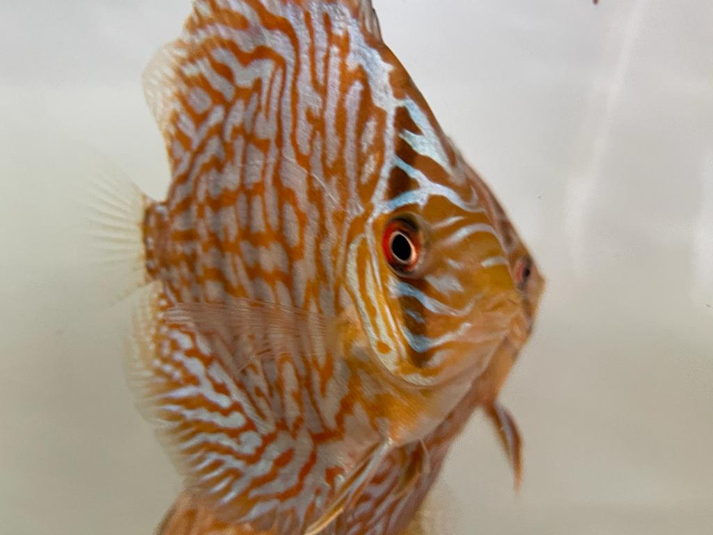Discus Red Turquoise – Austin Texas Discus