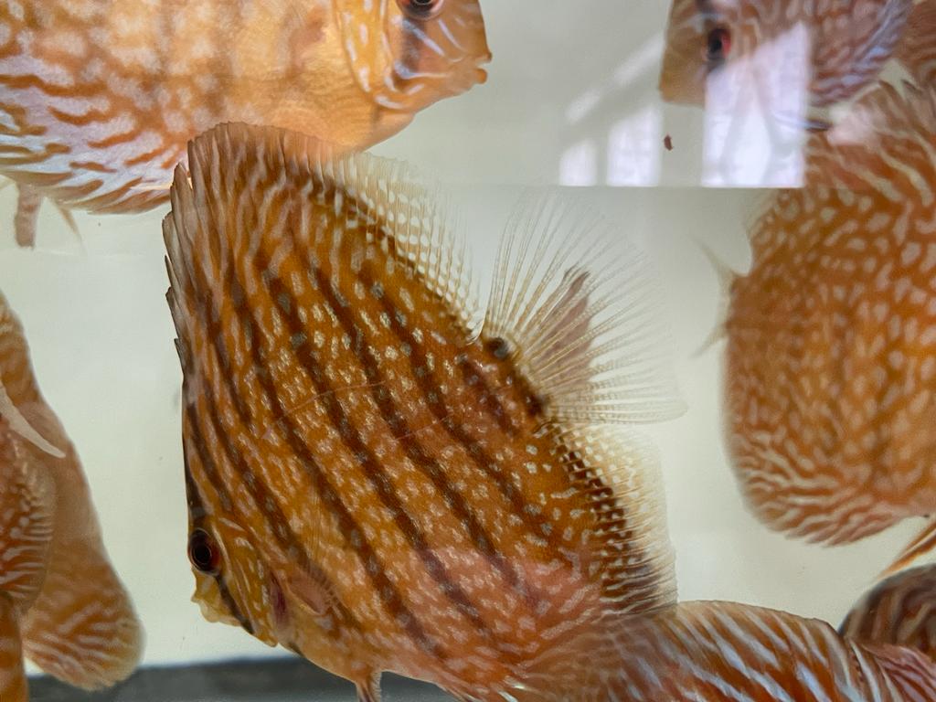 Discus Red Turquoise – Austin Texas Discus