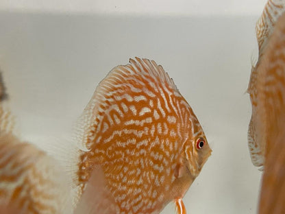 Discus Red Turquoise