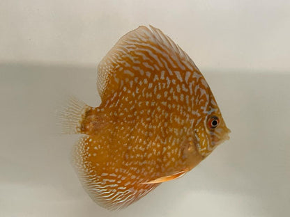 Discus Red Turquoise