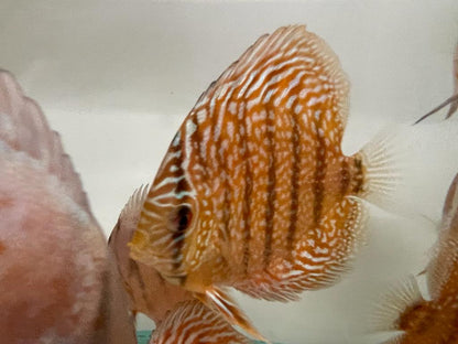 Discus Red Turquoise