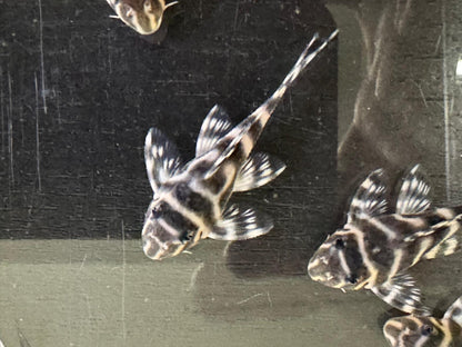 King Tiger Pleco L333