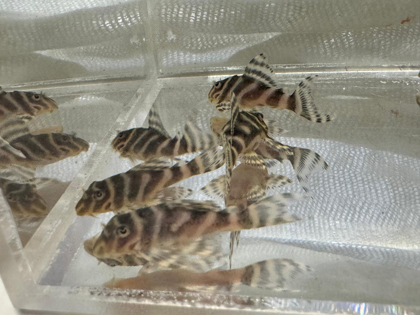 King Tiger Pleco L333