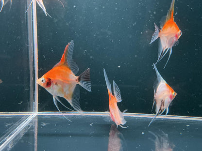 Koi Angel fish