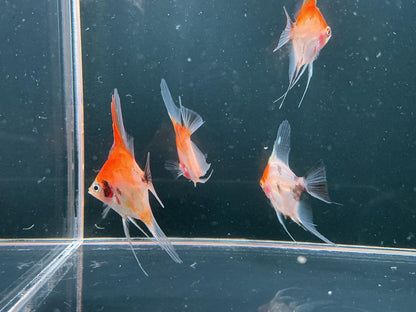 Koi Angel fish