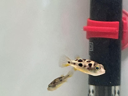 Pea Puffer 3 pack