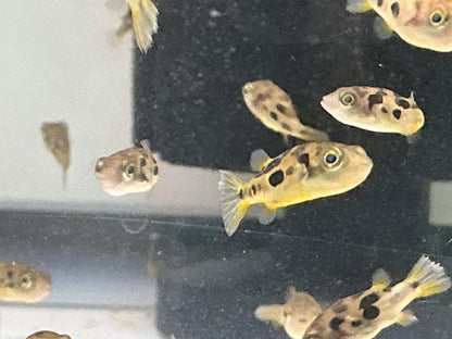 Pea Puffer 3 pack