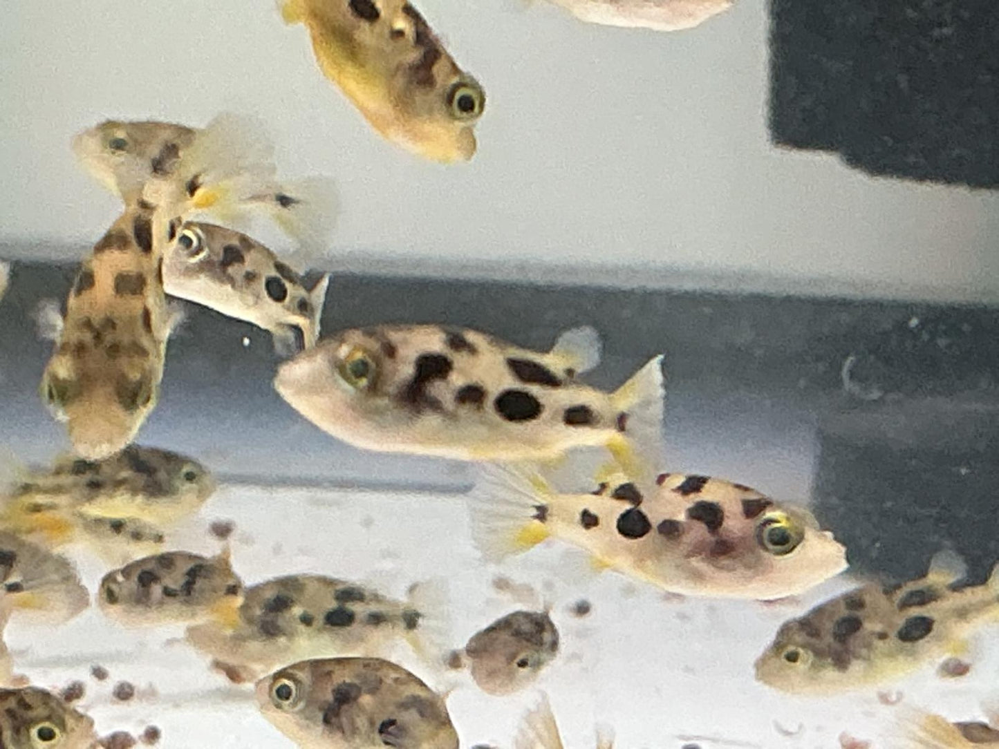 Pea Puffer 3 pack