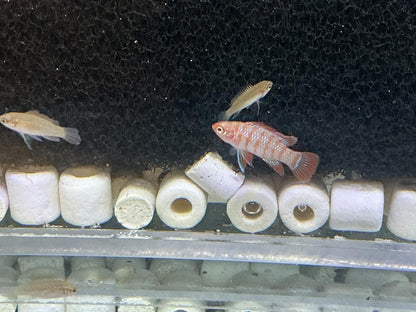 Scarlet Badis trio