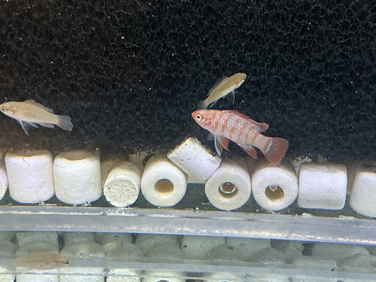 Scarlet Badis trio