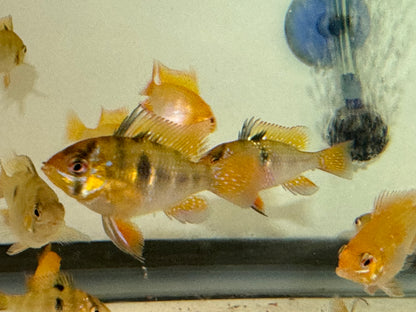 GERMAN BLUE RAMS - GROUP OF 6 - unsexed