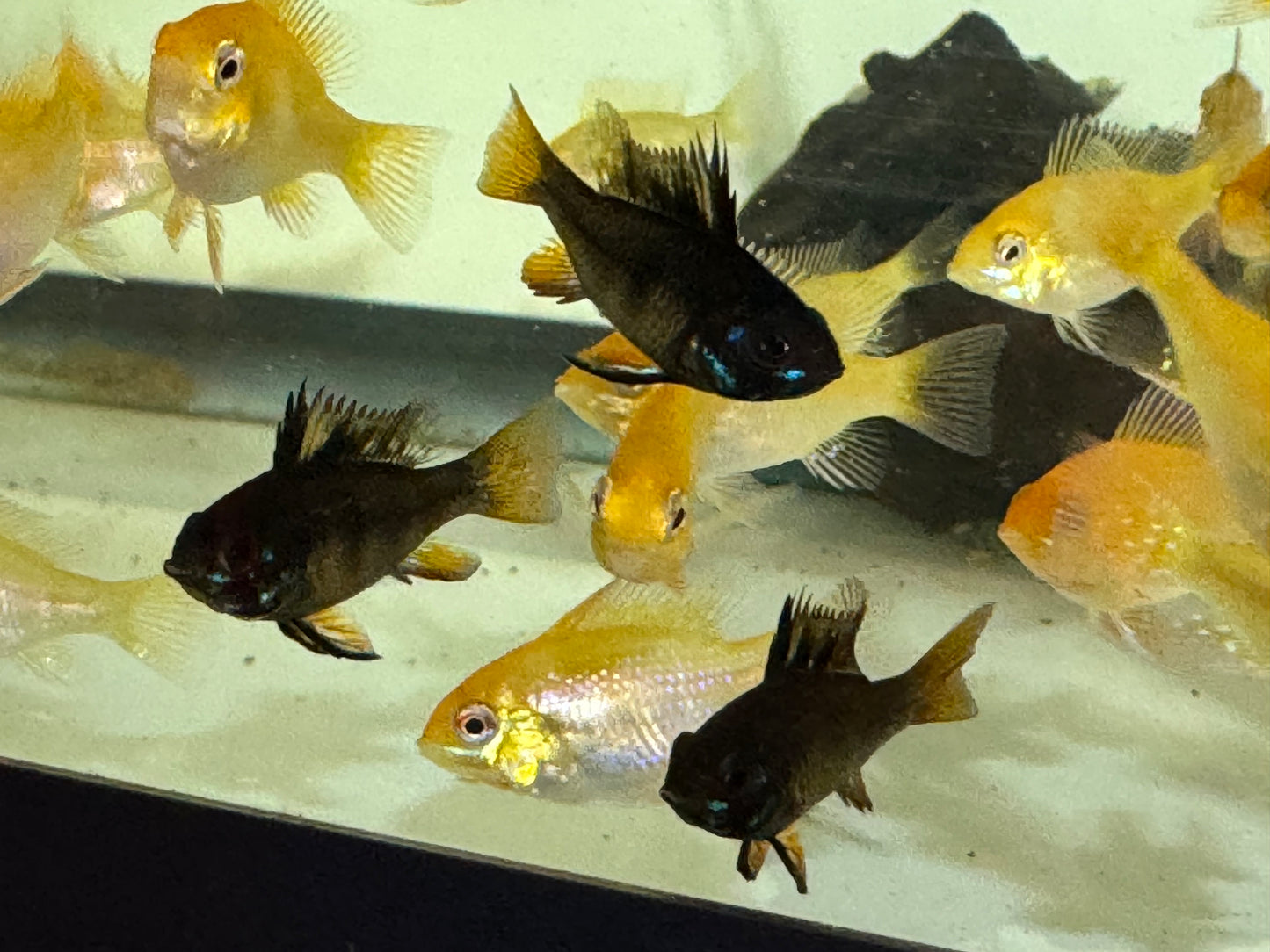 GERMAN BLUE RAMS - GROUP OF 6 - unsexed