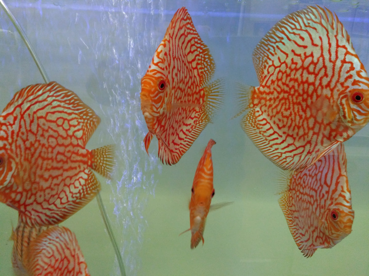 Austin Texas Discus