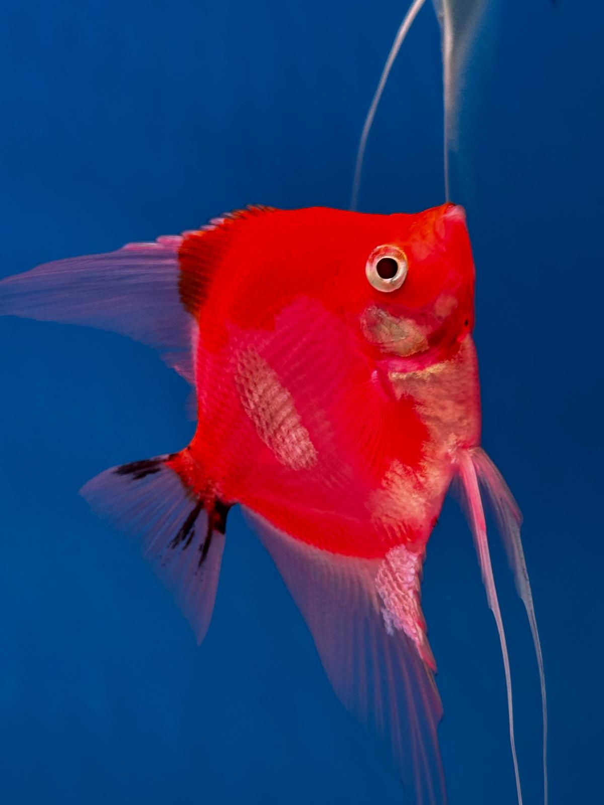 Neo Red-black Angel fish